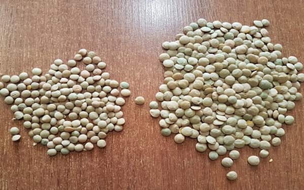 تصویر 1 از خرید عدس سبز ریز  + قیمت فروش استثنایی